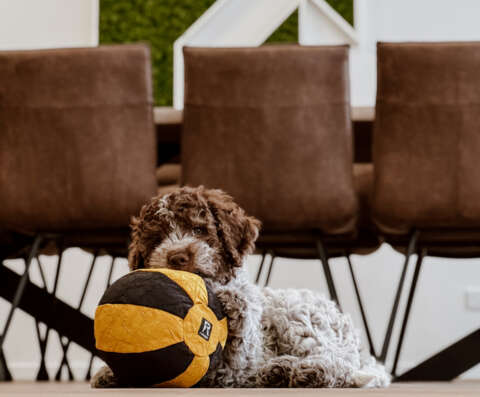 Wuscheliger Hund Lino auf dem Boden vor dem Besprechungstisch mit einem braun-gelben Ball im Maul.